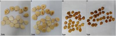 Exploration on Varying Patterns of Morphological Features and Quality of Armeniacae Semen Amarum in Rancid Process Based on Colorimeter, Electronic Nose, and GC/MS Coupled With Human Panel